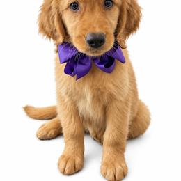 Lexus - Dark golden female Golden Retriever puppy in Chicago, Illinois from Urbane Retrievers