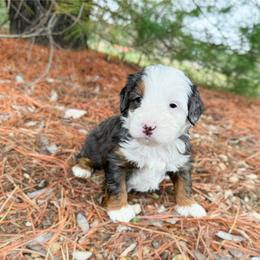 Witt - Merle male Bernedoodle puppy in Wamego, Kansas from Doodles of Oz