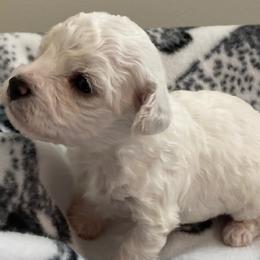 Puppy - White male Bichon Frise puppy in Greenville, South Carolina from Almaza Bichons