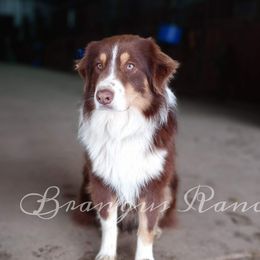 Cowboy - Australian Shepherd