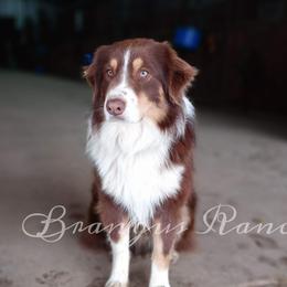 Cowboy - Australian Shepherd