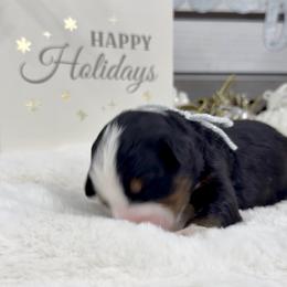 Chocolate Chip - Tri-color female Bernedoodle puppy in Hegins, Pennsylvania from Bubbling Springs Doodles, LLC