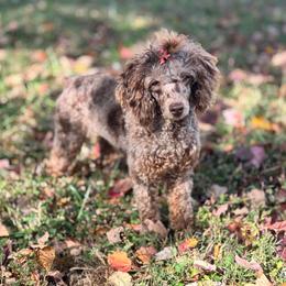 Daisee - Poodle