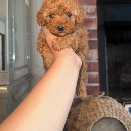Zara - Red  female Poodle puppy in Okc, Oklahoma from Designer Poos By Diva