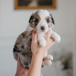 Girl 4 - female Australian Shepherd puppy in Bertram, Texas from Sky to Haven Aussies