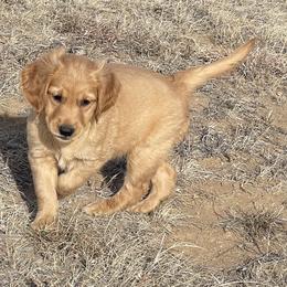River - Golden male Golden Retriever puppy in Wellington, Colorado from High Country Golden Retrievers