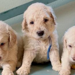 Super-Man - Cream male Goldendoodle puppy in Pensacola, Florida from Goldendoodles Love You in Pensacola Friend Edition