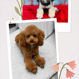 Poodle puppies from Scenic Hills Kennels