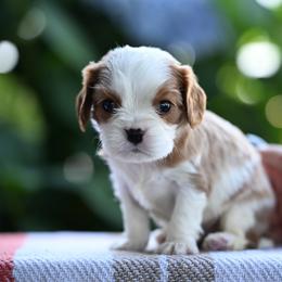 Spots - Blenheim male Cavalier King Charles Spaniel puppy in Sugarcreek, Ohio from Chocolate Cavalier