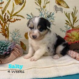 Salty - Blue merle male Australian Shepherd puppy in El Dorado Springs, Missouri from OR Aussies