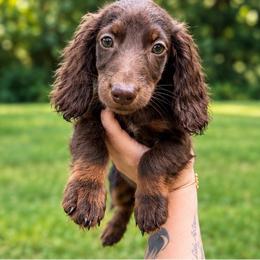 Noodle - Chocolate and tan female Dachshund puppy in Maidsville, West Virginia from L&B Lowriders