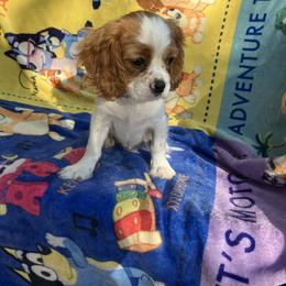 Cavalier King Charles Spaniel Puppies from Purple Moon Cavaliers