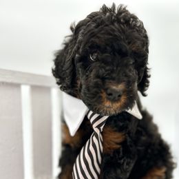 Simon - Black phantom male Aussiedoodle puppy in Nebraska from Nosie Posie