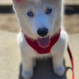 Pomeranian and Pomsky All Grown Up from Alpha Poms & Pomskies