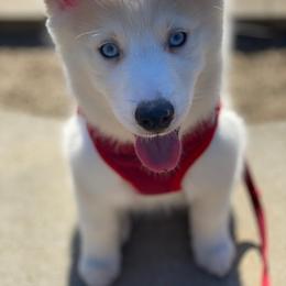 Pomeranian and Pomsky All Grown Up from Alpha Poms & Pomskies