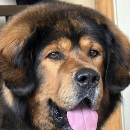 Grizz - Tibetan Mastiff