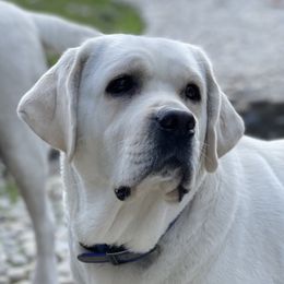 Buttercup - Labrador Retriever