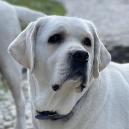 Buttercup - Labrador Retriever