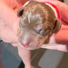 Raspberry Pie hot pink collar - Piebald female Dachshund puppy in Bremen, Georgia from Jones Royal Kennels / Jones Miniature Dachshunds