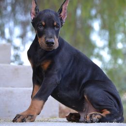 Doberman Pinscher Puppies from Obsidian Kennels