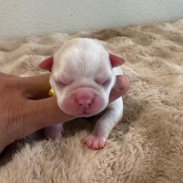 Cream girl 1 - Black and white female Boston Terrier puppy in Madera Acres, California from Muggin Bostons Terriers and Mini Dachshund