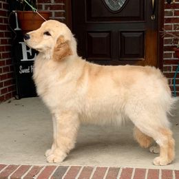 Fuji - Golden Retriever