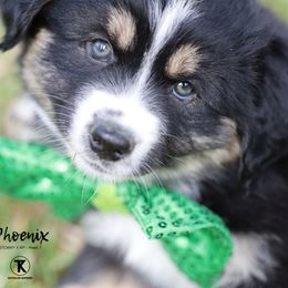 Australian Shepherd, Miniature American Shepherd, Miniature Australian Shepherd, and Toy Australian Shepherd Puppies from TK Standard, Mini, & Toy Aussies