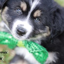 Australian Shepherd, Miniature American Shepherd, Miniature Australian Shepherd, and Toy Australian Shepherd Puppies from TK Standard, Mini, & Toy Aussies