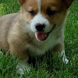 Pembroke Welsh Corgis from Mandi Coulter