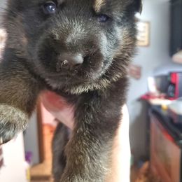 Girl 2 - Black and cream German Shepherd puppy in Freedom, New York from Hillside Shepards