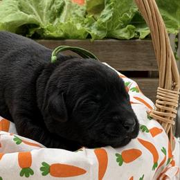 Green - Black female Labrador Retriever puppy in Heath Springs, South Carolina from Rich Hill Retrievers