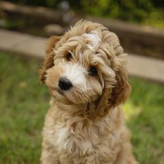 Australian Cobberdog Puppies from Livlander Australian Cobberdogs