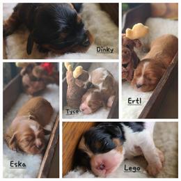 Cavalier King Charles Spaniel Puppies from McMahon's Cavalier King Charles Spaniels