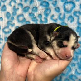 AKC Jack - Black and white male Siberian Husky puppy in Centreville, Maryland from Huskies By the Bay