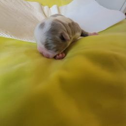 Boston Terrier Puppies from Rafael Nieves Martinez