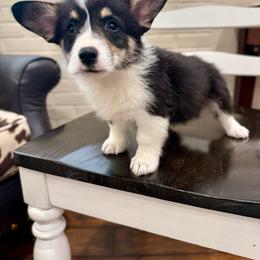 Boone - Black and tan male Pembroke Welsh Corgi puppy in Payson, Utah from Spring Creek Aussies + Corgis