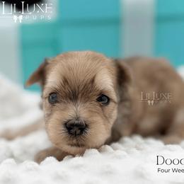 Doodles - Merle male Morkie puppy in Scottsdale, Arizona from Lil Luxe Pups