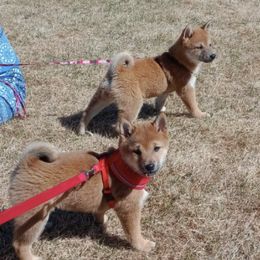 Shiba Inu from Little Brats