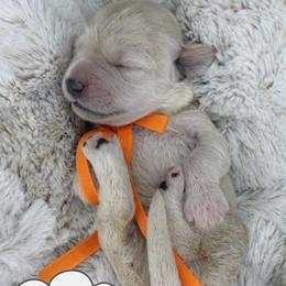 Halo - Cream female Australian Labradoodle puppy in Upland, California from Kings Labradoodles