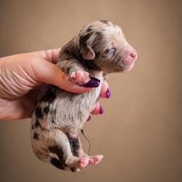 Boy 2 - Merle male Bernedoodle puppy in Delphos, Ohio from Route 66 Poodles & Doodles, Sapphire Shih-tzu's of Ohio