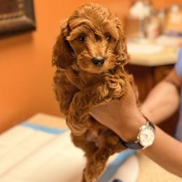 Cavapoo Puppies from Patriot Pups Cavapoos