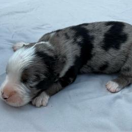 Jett - Blue merle male Miniature Australian Shepherd puppy in Marion, Michigan from Highland Hills Mini Aussies