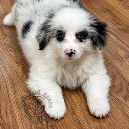 Journey - Blue merle and white female American Corgi puppy in Hico, Texas from Chisholm Trail Kennels