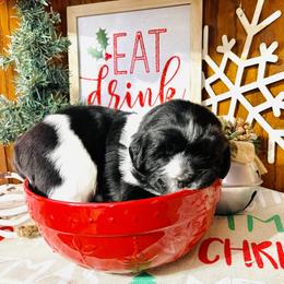 Newfoundland and Shih Tzu Puppies from Grand Meadow Newfoundlands