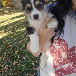 American Corgi Puppies from Whitecreek Corgis of Columbus, IN