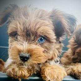 Oreo - Merle male Yorkipoo puppy in Ocala, Florida from Top Notch Pupz