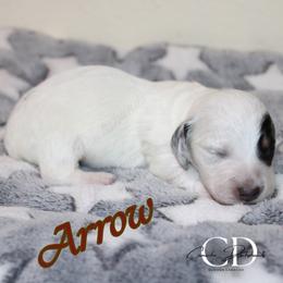Arrow - Dapple male Dachshund puppy in Huntington, Texas from Camacho_Dachshunds