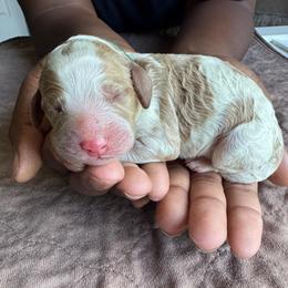 Green Collar Boy - Apricot male Australian Labradoodle puppy in Hagerstown, Maryland from Westfields Labradoodles