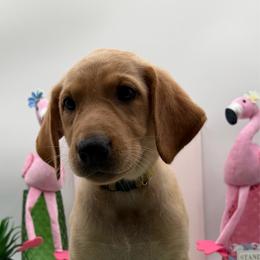 Yellow - Yellow female Labrador Retriever puppy in Heath Springs, South Carolina from Rich Hill Retrievers