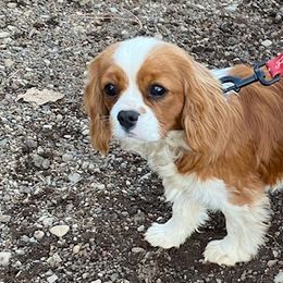 Lucretia - Cavalier King Charles Spaniel